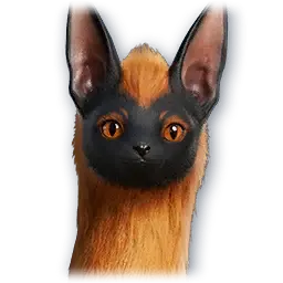 Pet: Pachyron